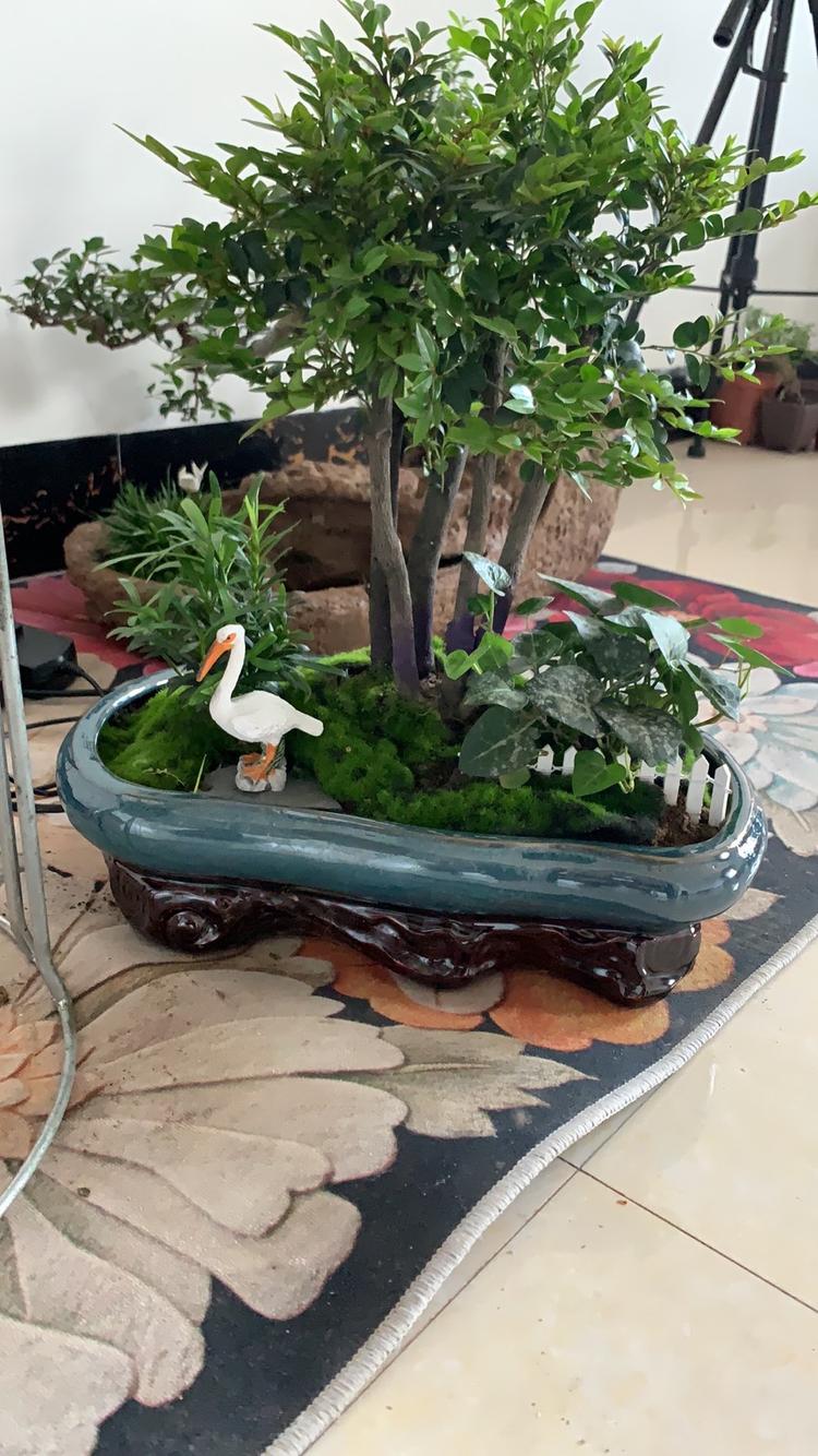 沭阳县雅鑫绿化苗木园艺场的小店