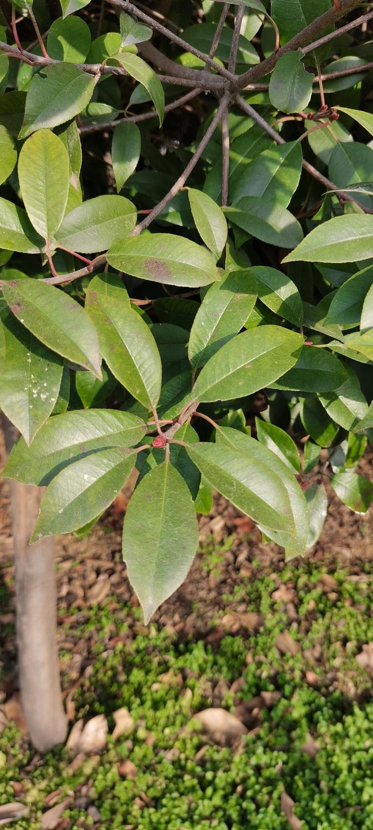 洛阳大华林建材有限公司的小店