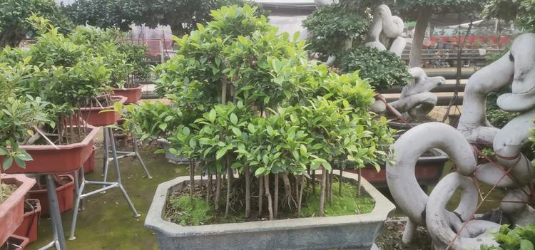 河北双龙园林绿化工程有限公司的小店