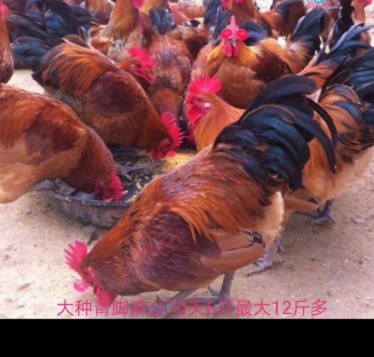 天水市秦州区众利种养殖农民专业合作社的小店