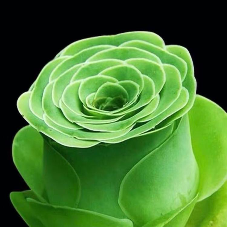 扶沟县诺诺多肉植物家庭农场的小店