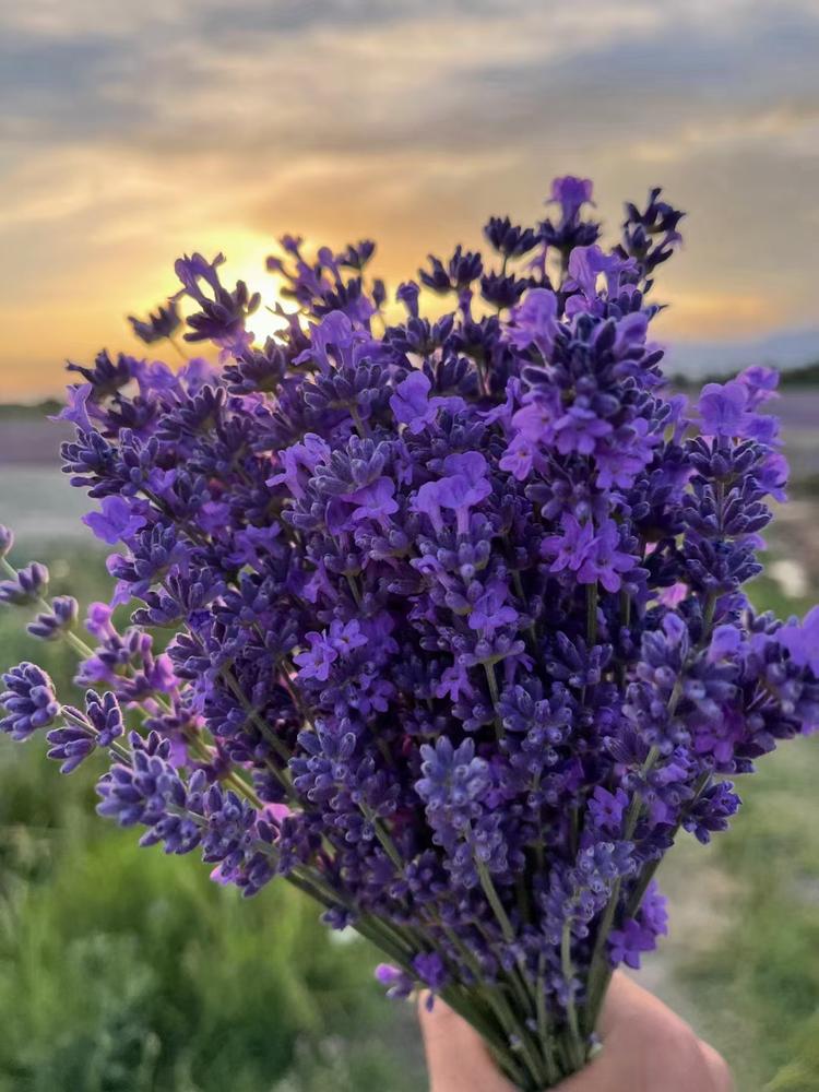 伊犁紫色梦想香料有限公司的小店