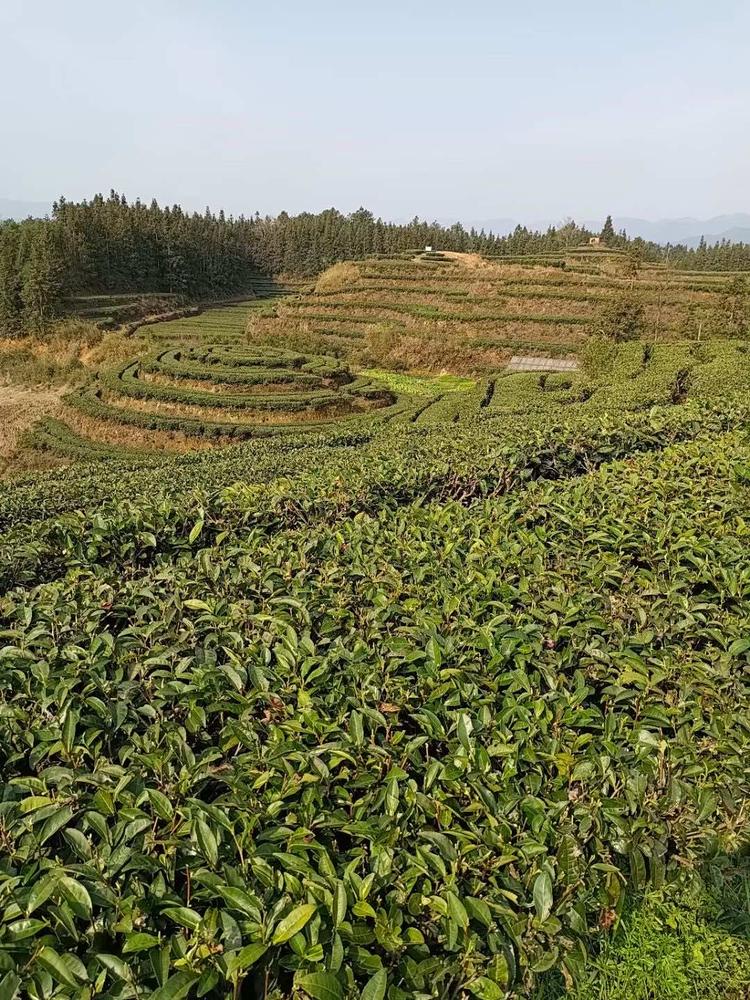 衡山县新桥镇陆羽茶叶加工中心的小店个体店