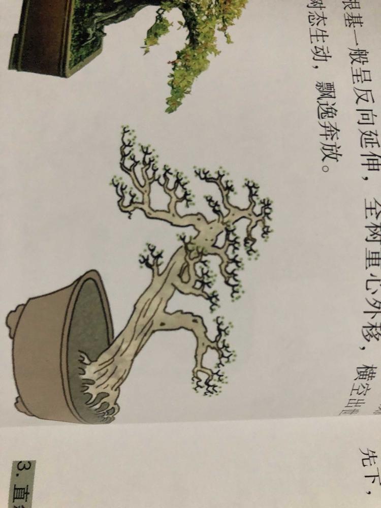 漳平市永福兵哥盆景园的小店