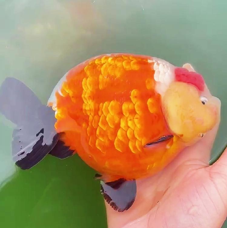 兰寿金鱼饲料