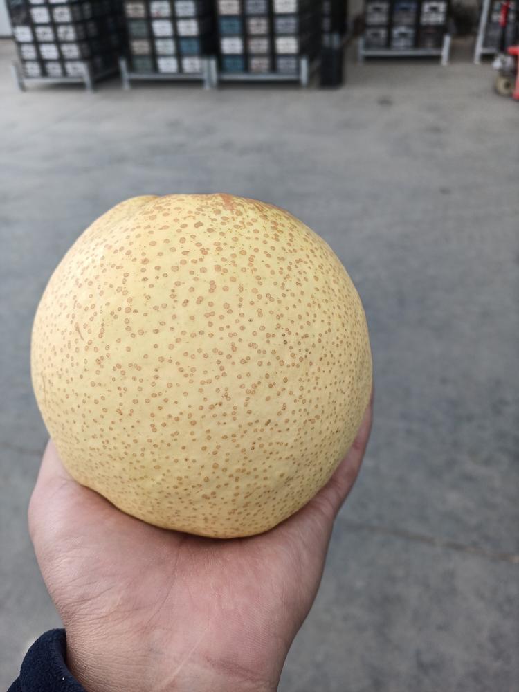 砀山县丛宁水果种植专业合作社的小店