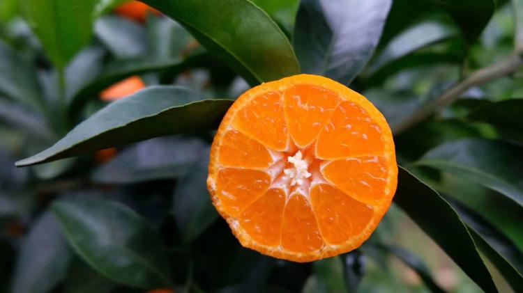 永福县玉明水果种植场的小店