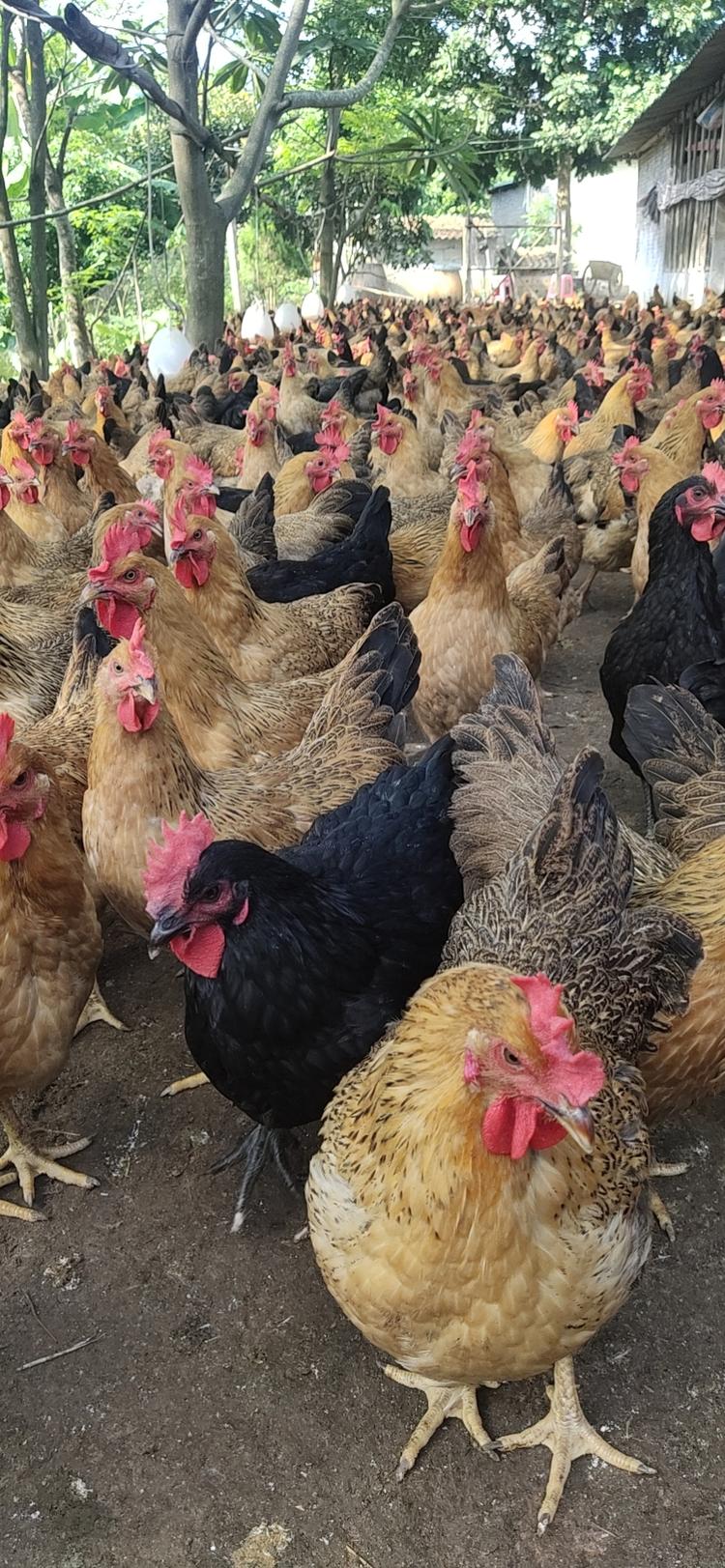 陆川县清湖镇马哥养殖场的小店