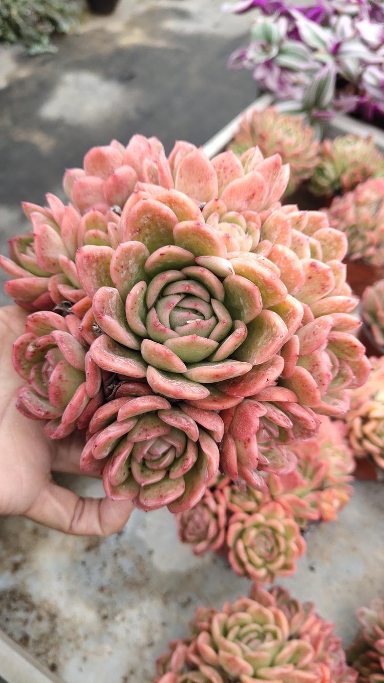 西安经济技术开发区孝妮花卉店的小店