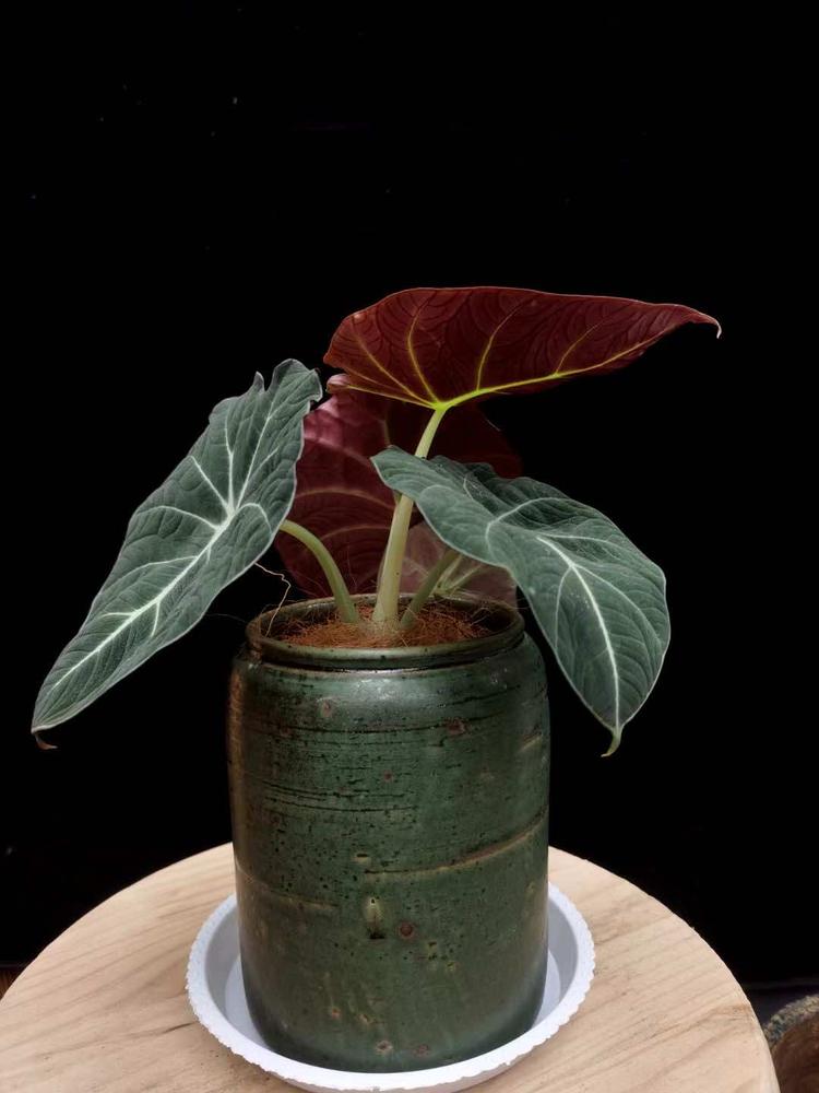 郑州市惠济区东晟园艺资材商行的小店