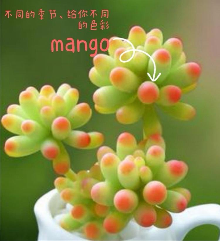 墨汗青园艺的小店