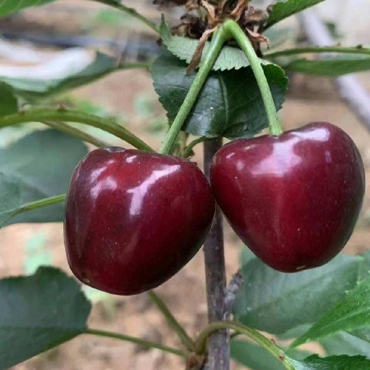 深圳市保达供应链服务有限公司的小店