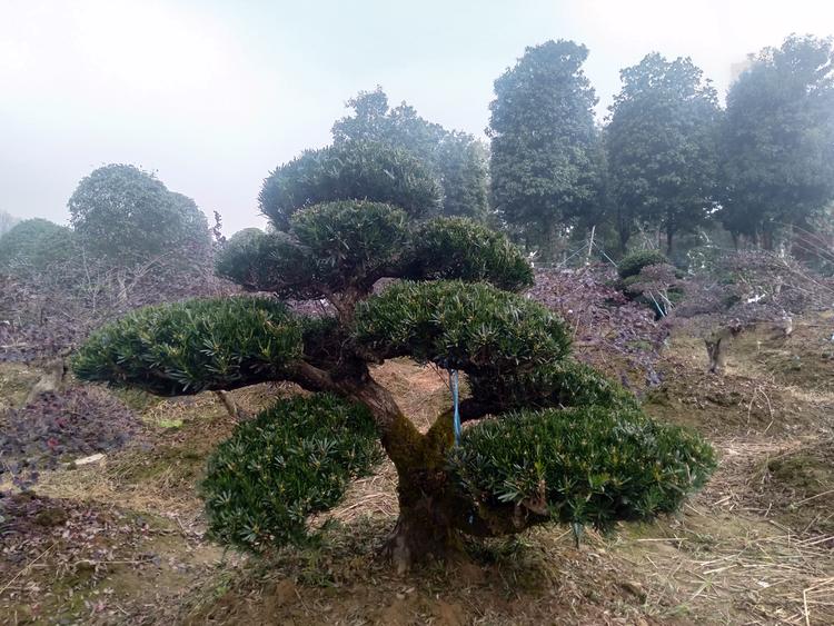 浏阳市夕晨苗木种植专业合作社的小店