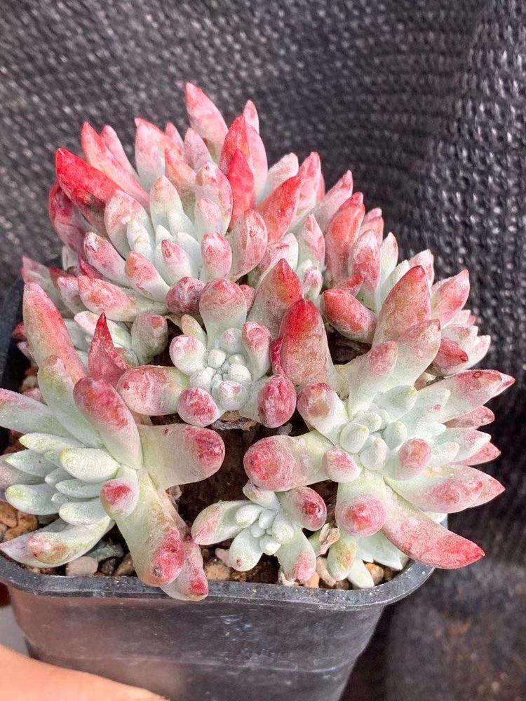 花馨雅苑
