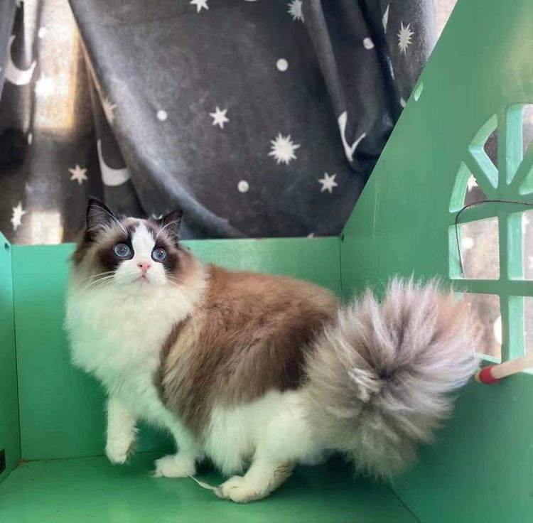 芝罘区阿亮宠物店的小店