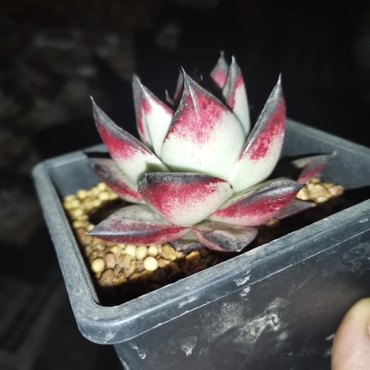 都江堰市慢小虫多肉绿植店的小店
