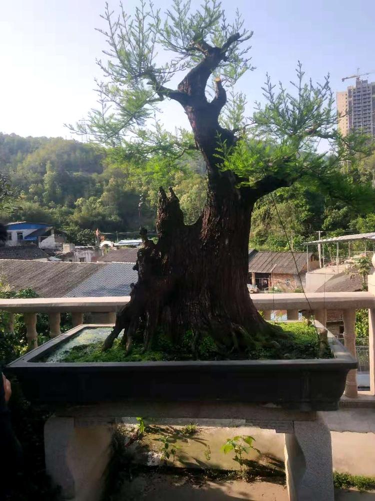 兴南园艺