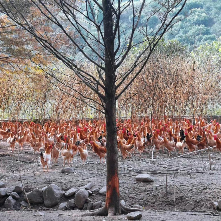 仙居县科然养殖专业合作社的小店