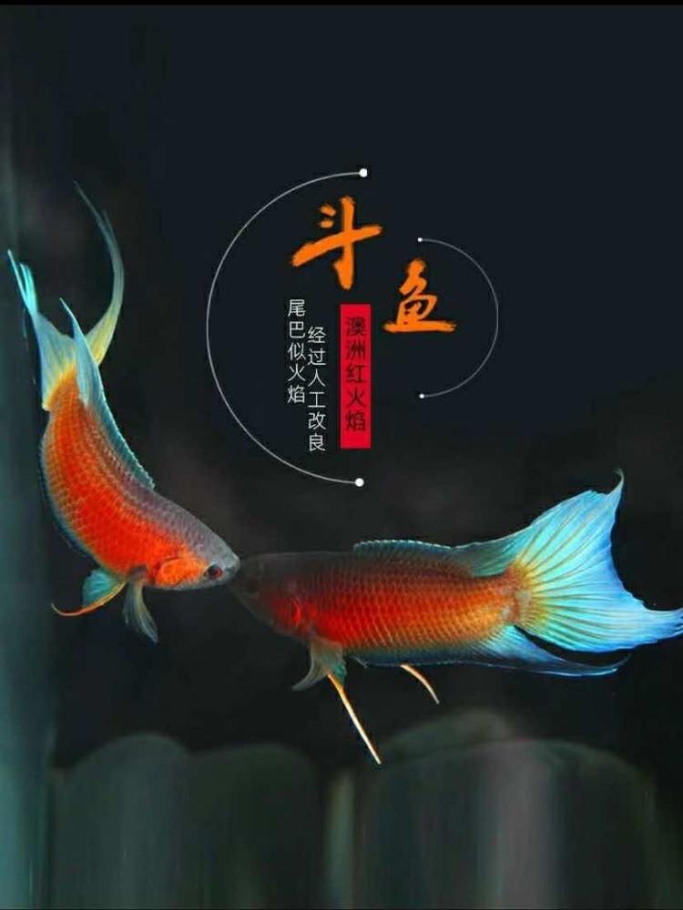 梅州市梅江区阿烽水族馆的小店