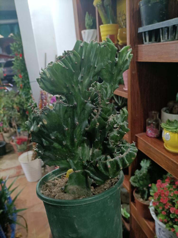 桂平市誉迅装饰装潢服务部的小店