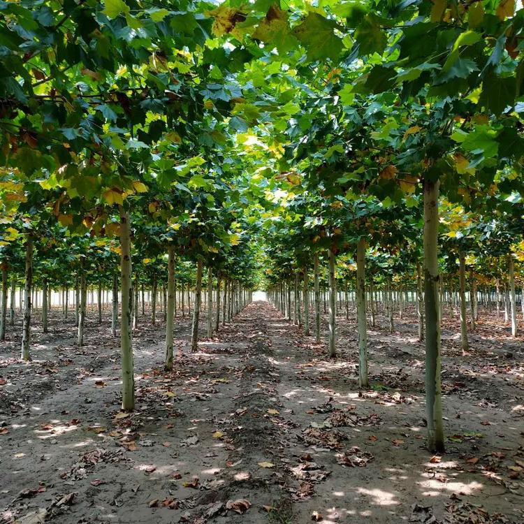 山东乔卉园林工程有限公司的小店