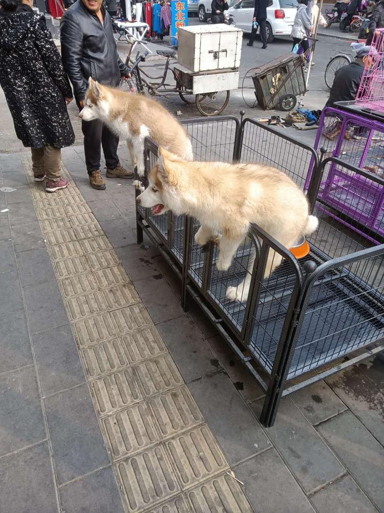 美少女大凡