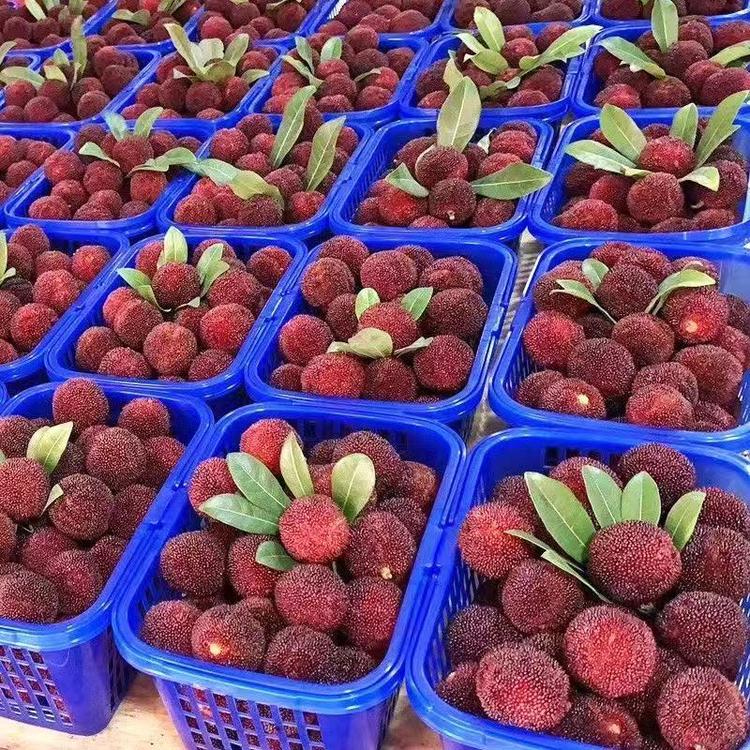 红河州启飞电子商务有限公司的小店