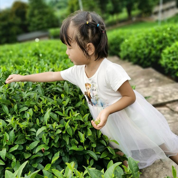 松阳县觅静茶叶加工经营部的小店