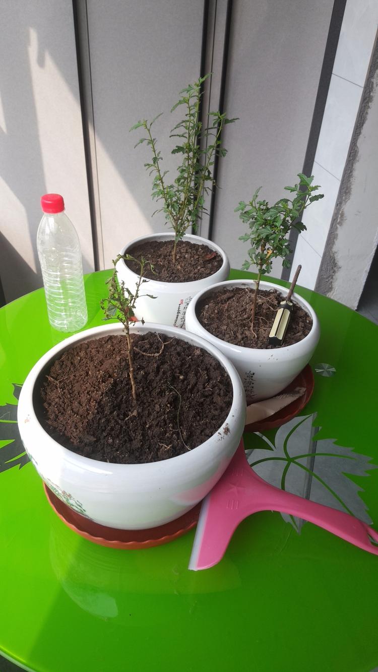 锦江区金耳朵商贸部的小店
