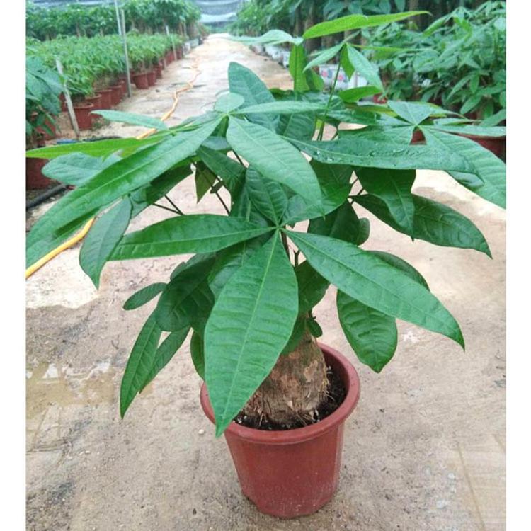 花开富贵园艺