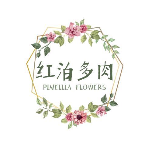 红泊多肉