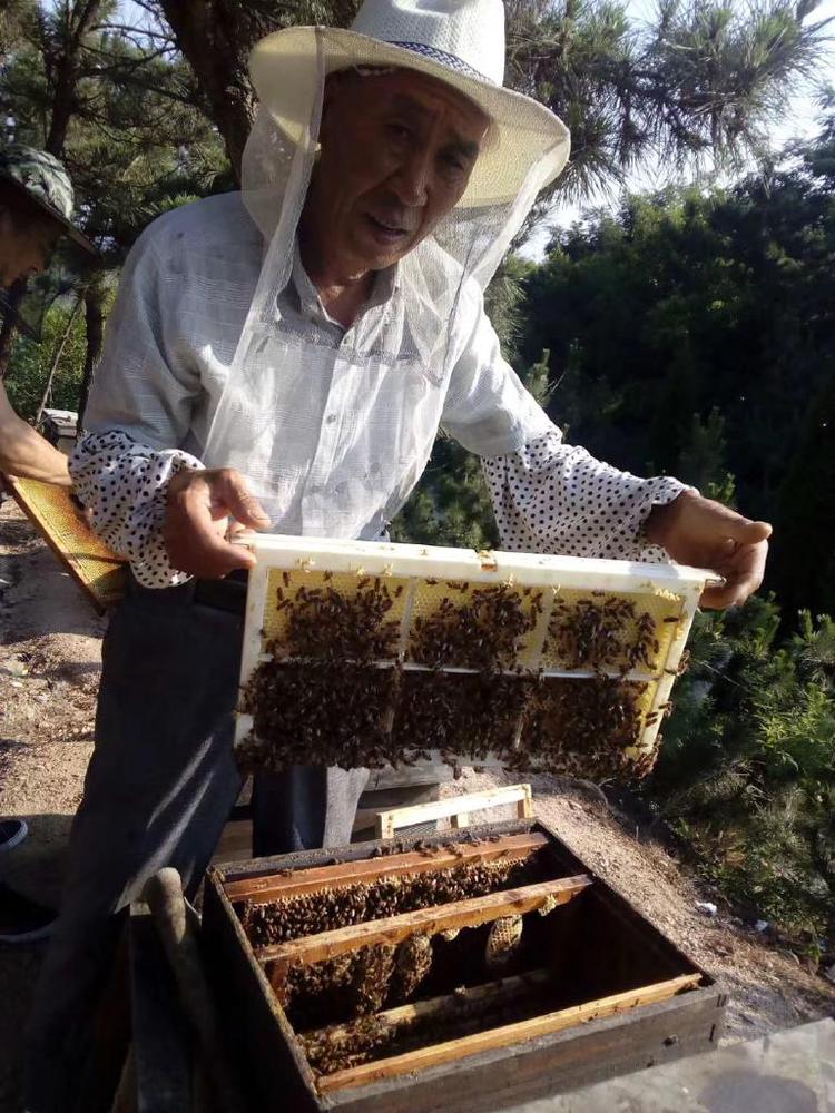 黄岛区高翔蜜蜂养殖场