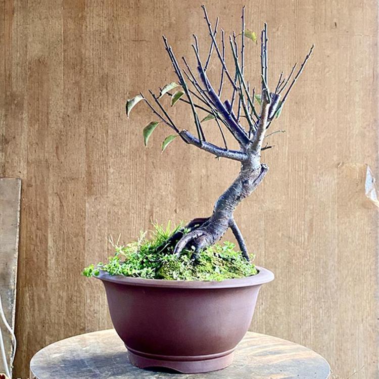 绿絮草花卉园艺