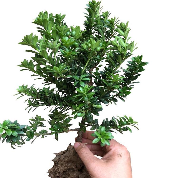 沭青花木