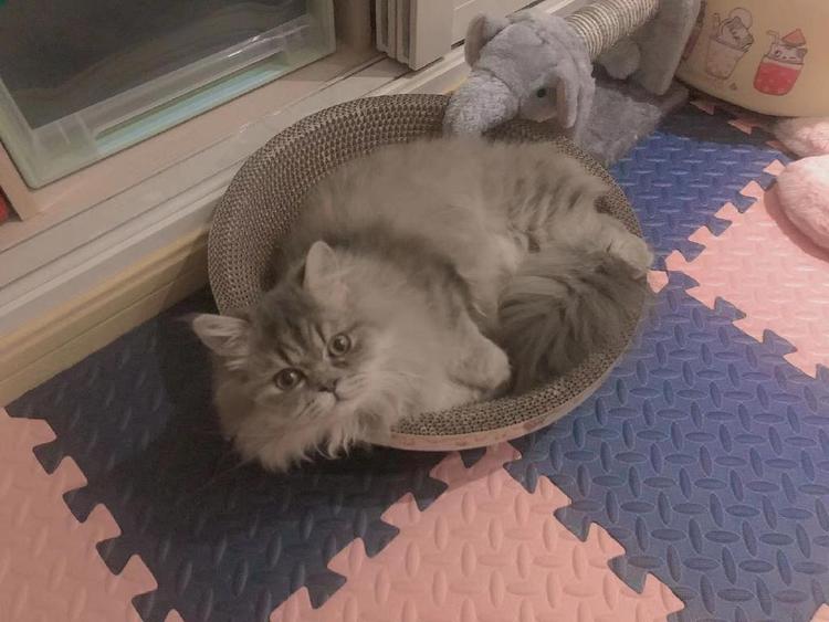 了不起的猫头鹰