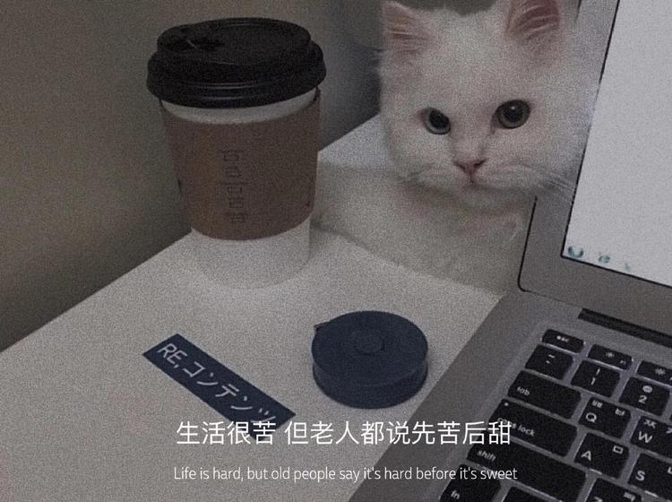 猫工眼镜店