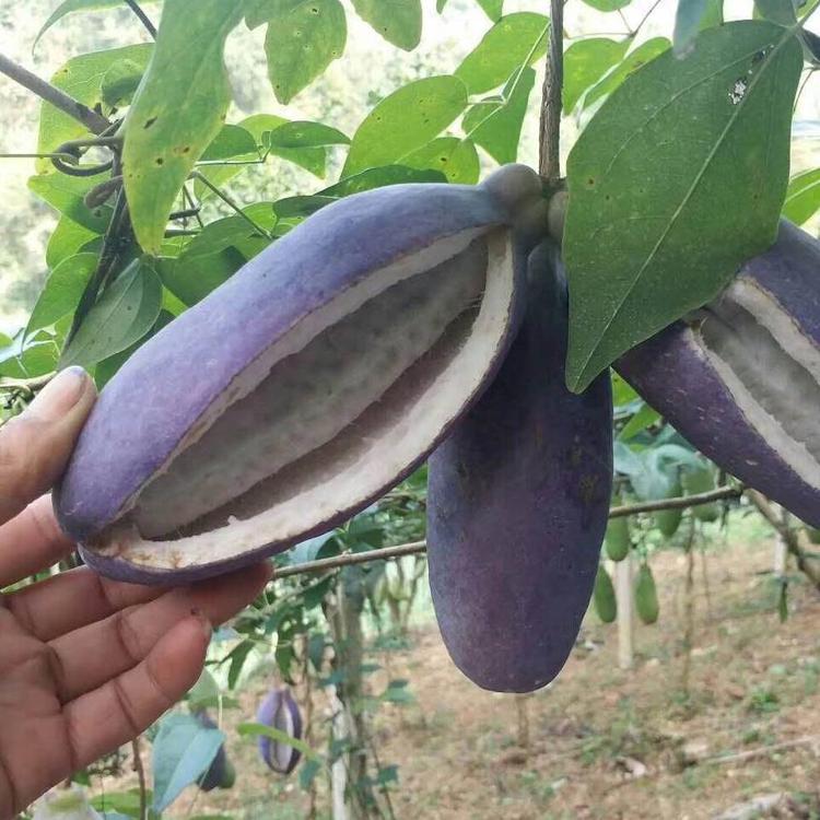 铭顺生鲜