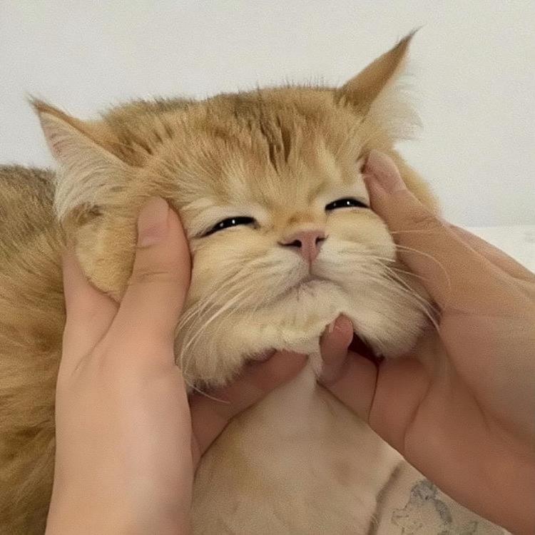 喵小鸭潮玩