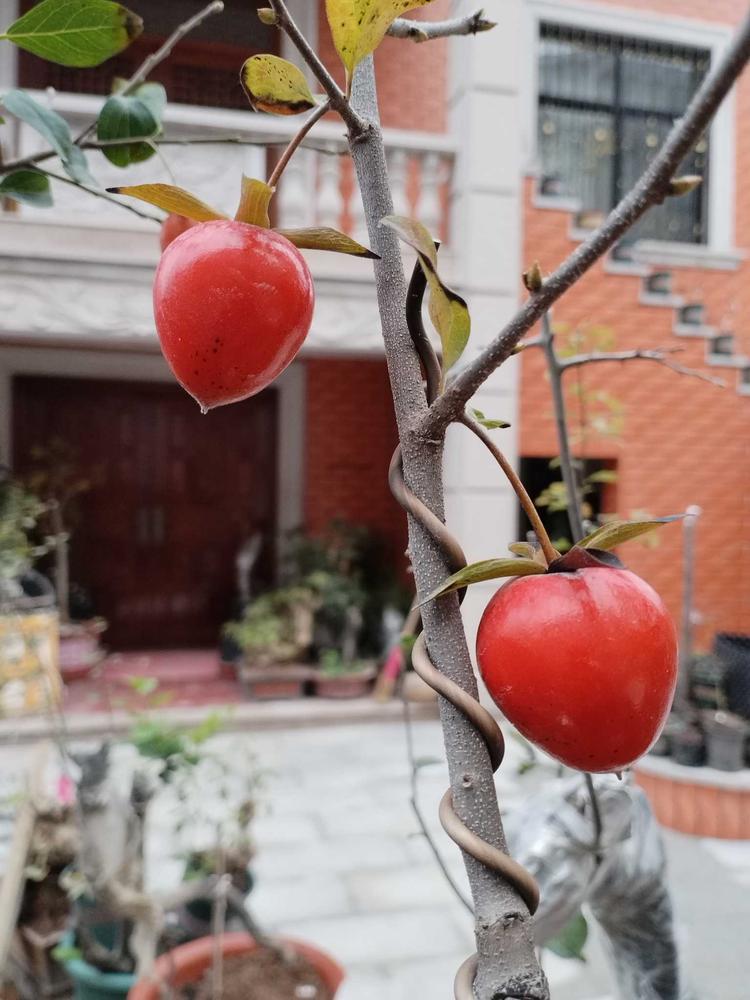 东阳市醉鸦盆栽店