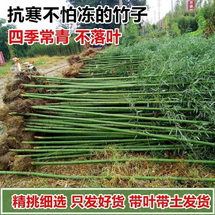 梓杭竹林园艺