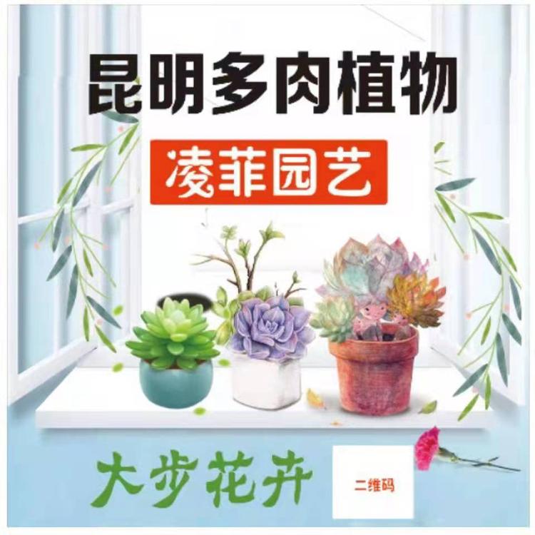 凌菲花卉园艺个体店