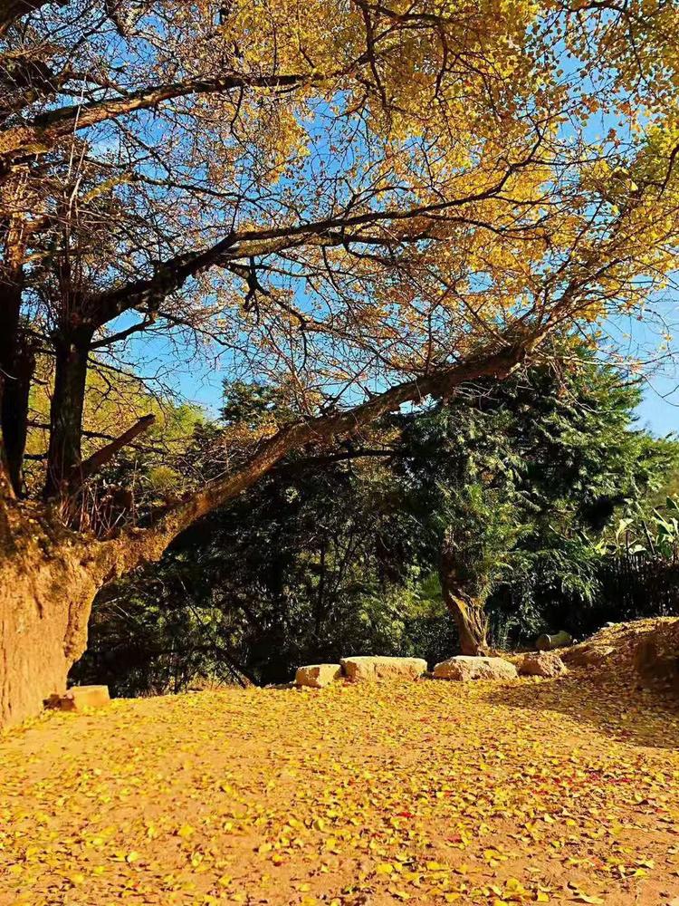 曹县知缘服装厂