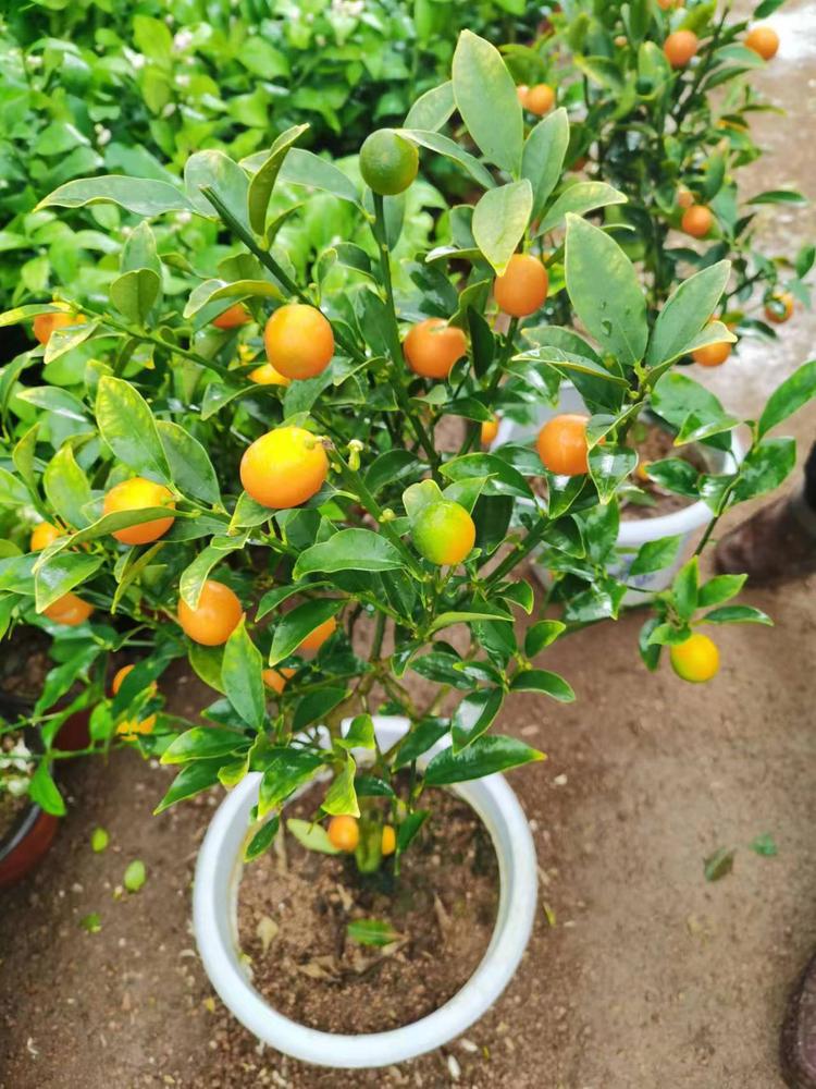 宋姐花卉