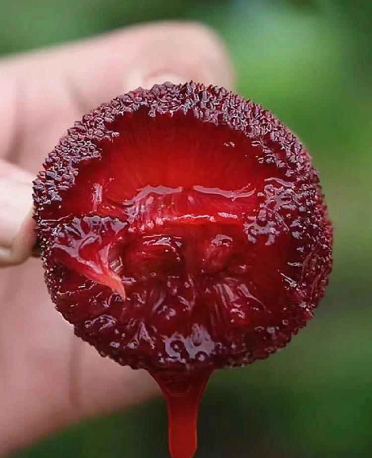仙居东魁杨梅种植农场