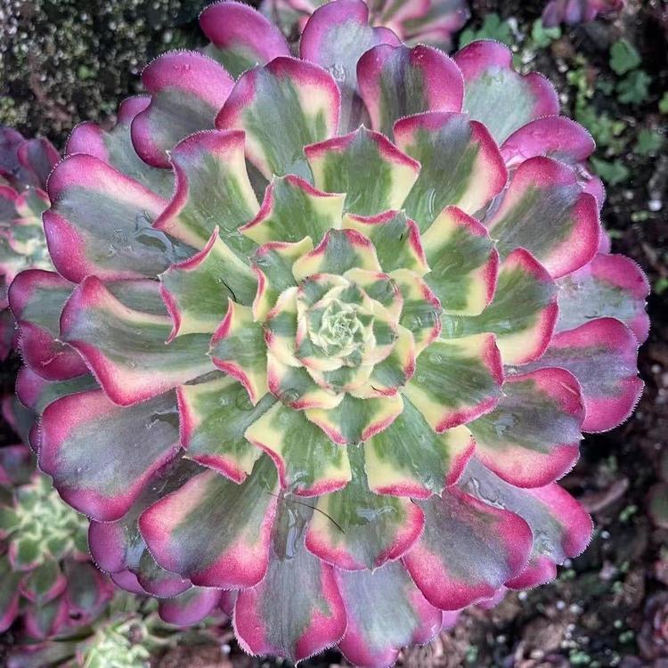 逍遥法师多肉植物
