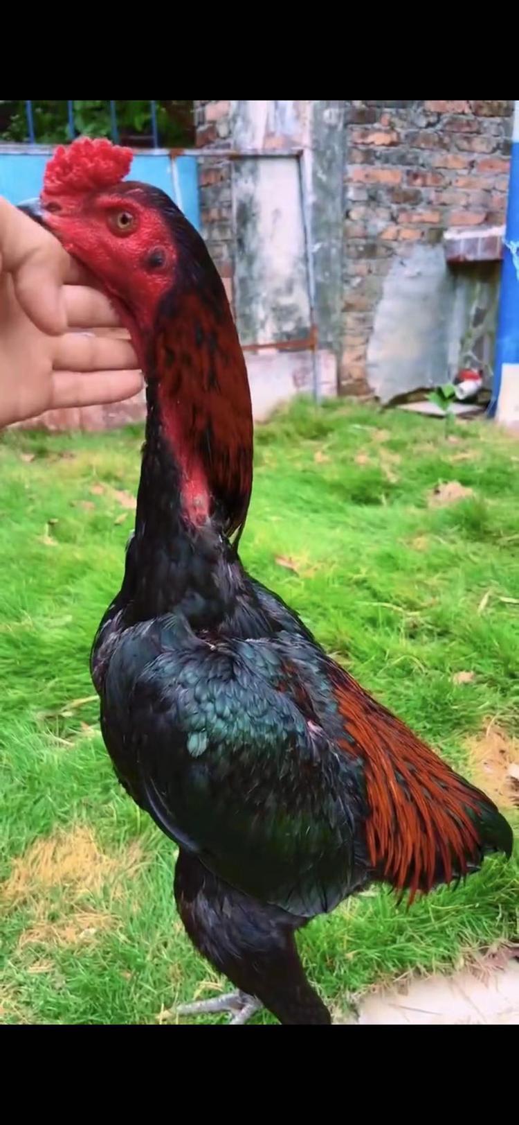 北海市海城区小白龙斗鸡养殖场