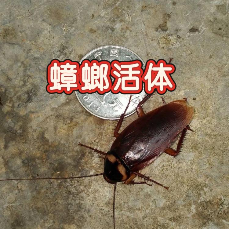 容姐养蟑螂