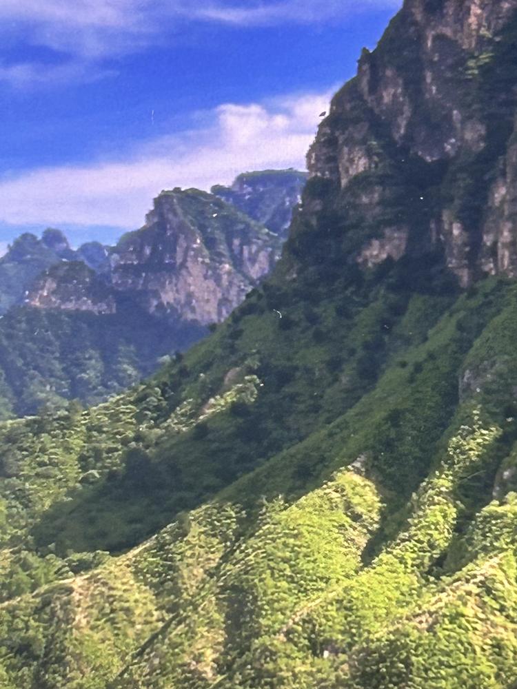 喜乐黄荆桩盆景