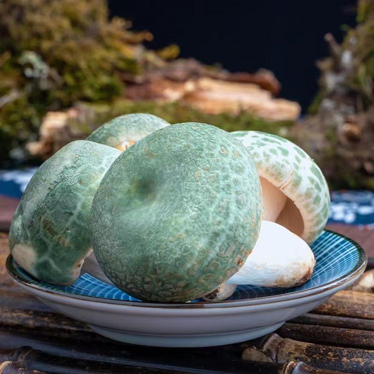老叶野生菌