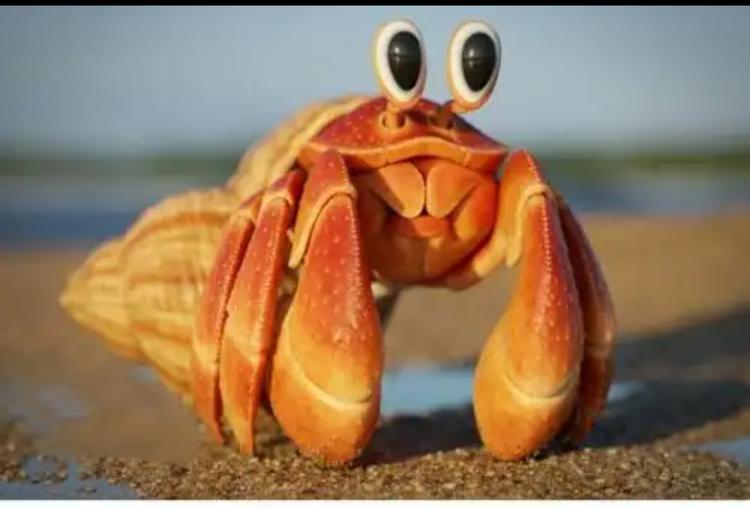 蟹行天下宠物馆